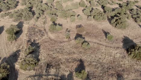 aerial-following-a-mountain-biker-on-a-single-track