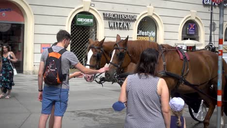 Turistas-En-Viena,-Austria,-Acariciando-Caballos-Fiaker