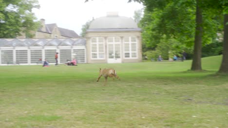 Slow-mo-of-dog-playing-fetch-in-Sheffield-Botanical-Gardens,-England