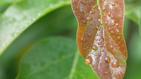 Raindrops-on-the-leaves-in-the-morning
