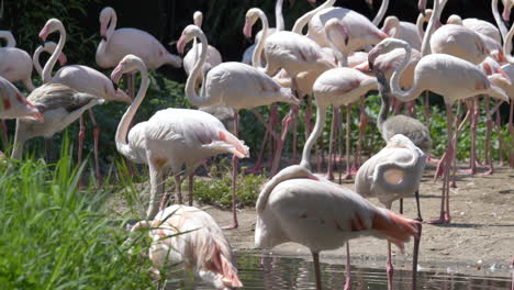 Zeitlupenaufnahme-Einer-Rosafarbenen-Flamingofamilie,-Die-Bei-Sonnenlicht-Im-Teich-Ruht,-Nahaufnahme