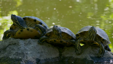 Close-up-shot-showing-group-of-resting-turtles-on-rock-in-front-of-naturel-lake-during-hot-summer-day