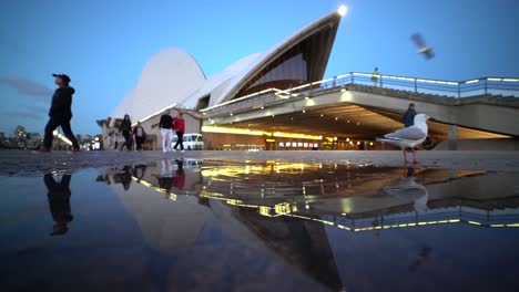 Hora-Del-Atardecer-En-La-ópera-De-Sydney-En-Un-Charco-De-Reflejo-De-Agua-Con-Un-Pájaro-De-Gaviota-Plateada-En-Primer-Plano-Alejándose