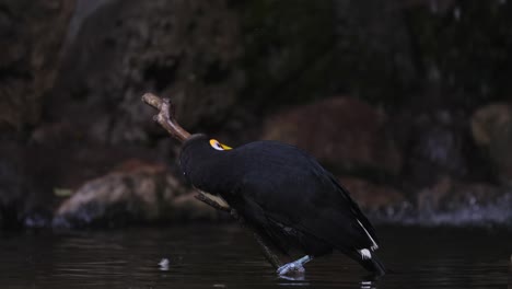 Porträtaufnahme-Eines-Wunderschönen-Riesentukans,-Der-Auf-Einem-Holzzweig-Thront-Und-In-Das-Wasser-Des-Amazonas-Regenwaldes-Springt---Im-Hintergrund-Ein-Stürzender-Wasserfall