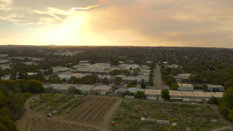 Cockatoos-flying-above-community-garden-space-at-dusk