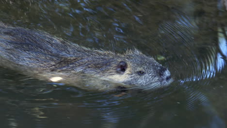 Tracking-shot-of-swimming-Beaver-in-stream,-diving-down-underwater,slow-motion