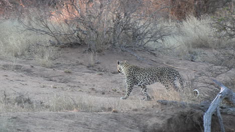 Vehículo-De-Safari-Se-Detiene-Cerca-De-Leopardo-En-Matorrales-Africanos-Para-Fotografiar