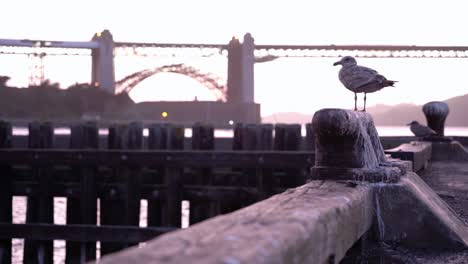 Vogel,-Der-Den-Schönen-Sonnenuntergang-Durch-Die-Golden-Gate-Bridge-In-San-Francisco-Genießt