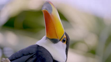 Slow-motion-tilting-up-portrait-shot-of-a-wild-toco-toucan,-ramphastos-toco-with-giant-bill-turning-its-head-and-wonder-against-beautiful-bokeh-background