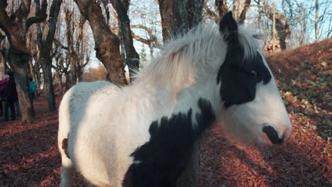 Katvari,-Lettland---31.-Oktober-2021:-Pinto-Irish-Cob-Pferde-Irish-Tinker-Hengste-In-Alter-Lindengasse,-Katvaru-Manor-Park,-Lettland