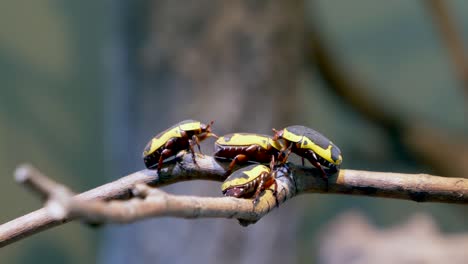 Group-of-yellow-bugs-with-black-pattern-perched-on-wooden-branch-of-tree,macro---Pachnoda-Fissipunctum-or-African-Scarab-Beetle