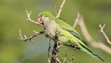 Selective-focus-close-up-shot-of-a-monk-parakeet,-myiopsitta-monachus