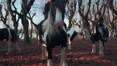 Katvari,-Latvia---October-31,-2021:-Pinto-Irish-cob-horses-irish-tinker-stallions-in-Old-Linden-Alley,-Katvaru-Manor-Park,-Latvia