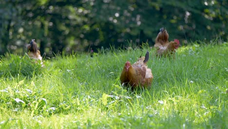 Wild-Brown-Chicken-grazing-in-high-grass-field-and-foraging-after-food-in-Nature---close-up-track-shot