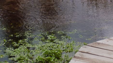 Water-ripples-rain-fish-feeding-by-boardwalk