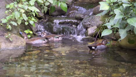 Close-up-of-ducks-swimming-in-stream-beside-natural-waterfall-in-nature