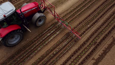 Birds-view-drone-flight-close-to-tractor-drives-over-field-and-pours-young-lettuce-plants-with-water