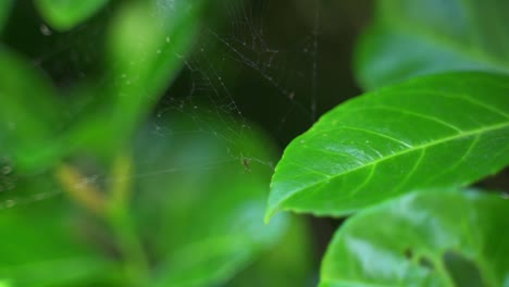 A-helpless-ants-struggle-as-he-breaks-free-from-a-spider’s-web-and-falls-between-plants-to-live-another-day,-Botanical-Garden