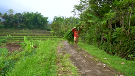 Granjero-Indonesio-Que-Lleva-Un-Montón-De-Hierba-En-El-Pueblo-De-Windusari,-Indonesia