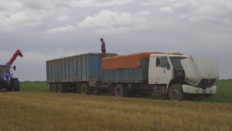 Ein-Traktor-Nähert-Sich-Einem-Lkw-Und-Lädt-Weizen-Zum-Weitertransport-Von-Einem-Getreidewagen-Auf-Einen-Anhänger