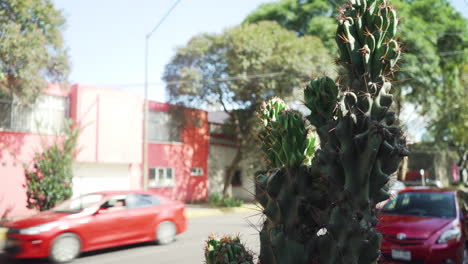 Nahaufnahme-Einer-Isolierten-Kaktuspflanze-Und-Einer-Mexikanischen-Wohnstraße-Im-Hintergrund-Mit-Einem-Vorbeifahrenden-Auto