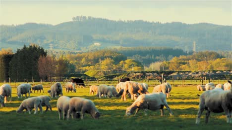 Schafe-Auf-Einem-Sonnigen-Feld,-Die-Gras-In-Rangiora,-Neuseeland,-Fressen---Stetiger-Schuss