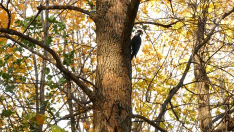 Pileated-woodpecker-bird-on-treen-trunk-pecking-a-hole,-autumn-colors-in-background
