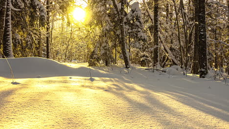 Schönes-Sonnenlicht,-Das-Im-Winter-Zwischen-Weißen-Schneebedeckten-Waldbäumen-Scheint,-Zeitraffer