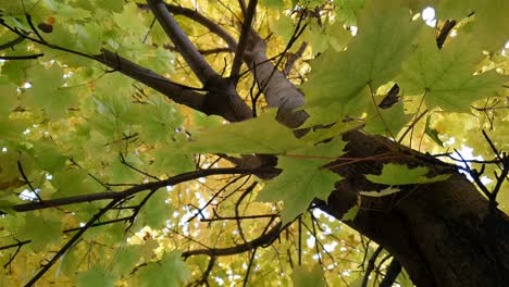 Low-Angle-View-Von-Hellgrünen-Herbstahornblättern-Auf-Baum,-Der-Im-Wind-Weht