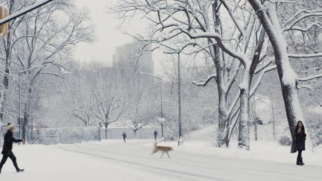 Personas-Y-Perros-En-El-Parque-Central-De-La-Ciudad-De-Nueva-York-Durante-La-Nieve