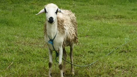 Weiße-Schafe,-Die-Auf-Einem-Feld-Weiden