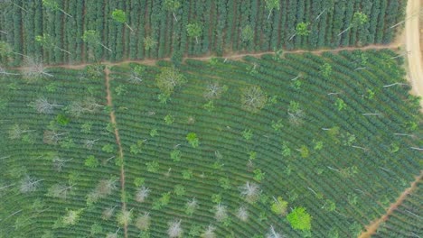 Espectacular-Vista-Aerea-Con-Drone-De-La-Cosecha-De-Cafe-En-Huatusco,-Veracruz