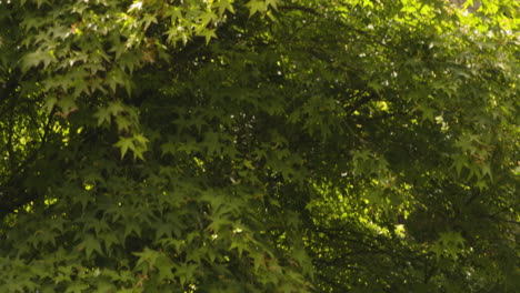 Several-Tourist-Sightseeing-With-Lush-Japanese-Maple-Tree-On-Blarney-Castle-In-The-Republic-Of-Ireland