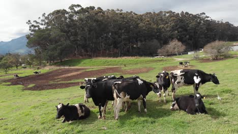 Eine-Drohne-Umkreist-Langsam-Eine-Kleine-Herde-Schwarz-weißer-Kühe