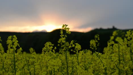 Handheld-pedestal-shot-revealing-a-beautiful-sunset-over-a-vast-rapeseed-field-in-Europe