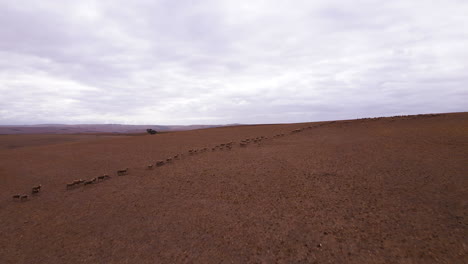 Sheep-move-over-arid-farmland-in-drought-stricken-region,-South-Africa