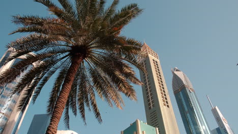 Tropical-Palm-tree-in-front-of-Dubai-Sheikh-Zayed-Road-skyscrapers