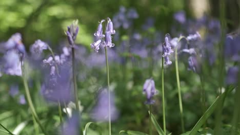 Low-angle,-Slow-motion-of-bluebells-decorating-the-forest-floor,-Cornwall,-England,-UK
