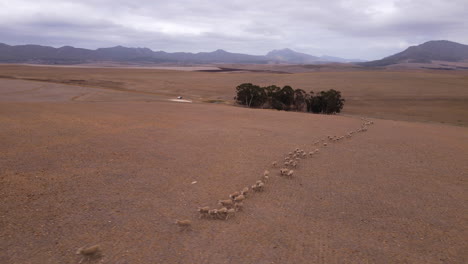 Flock-of-sheep-running-in-single-file-over-arid,-brown-landscape