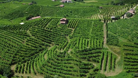 Vineyards-with-rural-houses-in-Italy-during-a-sunny-summer-day