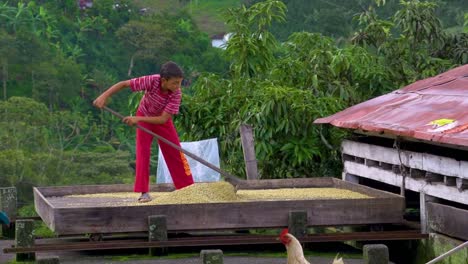 Son-turning-dried-coffee-beans-over-in-Valparaíso-Colombia