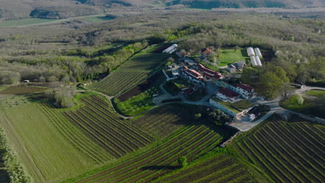 Weingut-Und-Trauben,-Die-Im-Frühling-In-Istrien,-Buzet,-Kroatien-In-Den-Weinbergen-Wachsen