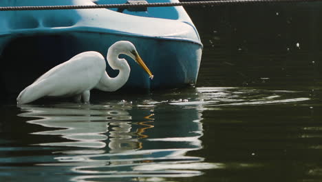 Ein-Großer-Weißer-Reihervogel-Im-Chapultepec-Park-Mexiko-stadt,-Der-Für-Fisch-Jagt,-Um-Zu-Essen