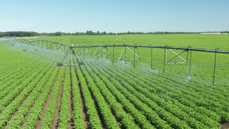 Aerial,-center-pivot-irrigation-sprinklers-watering-fresh-farm-field-crops-on-summer-day
