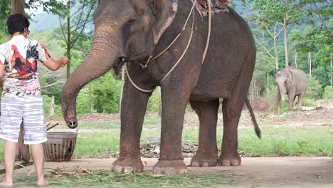 Turista-Masculino-Asiático-Alimenta-A-Un-Elefante-Asiático-En-Un-Campamento-De-Elefantes