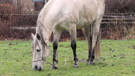White-horse-grazing-green-grass-on-a-meadow,-the-fur-is-wet-after-a-rainy-day