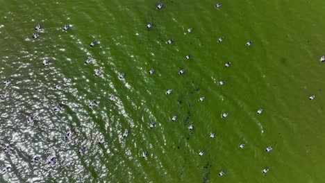 A-top-down-drone-camera-shot-directly-over-ducks-wading-in-a-green-lake-on-a-sunny-afternoon