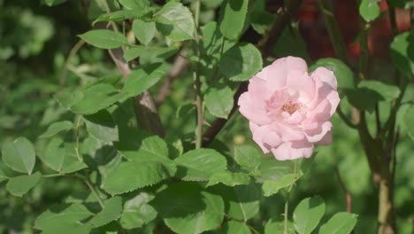 Einzelne-Rosa-Rosenblume,-Die-Im-Wind-Im-Garten-Schwingt