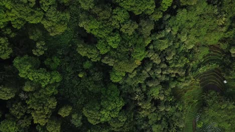 Aerial-top-down-shot-of-dense-lush-forest-trees-growing-on-hill-between-plants