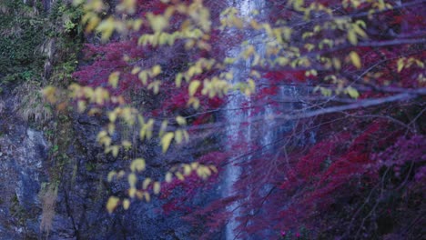 Red-and-Yellow-Autumn-Leafs-at-Osaka-Minoo-Falls,-Rack-Focus-Reveal-Shot